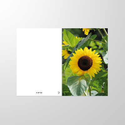 EP165P | Sterbebilder | Sonnenblumen | Papyrello